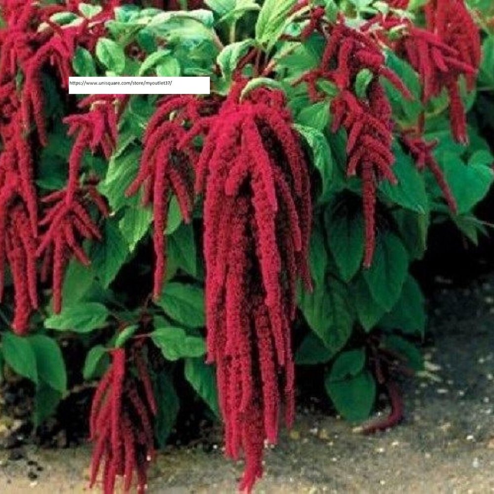 Love Lies Bleeding Seeds - Flower Seeds - BOGO